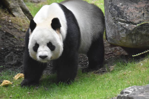 istock A panda walking on the grass,through stones 1467333275