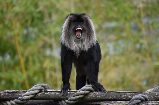Un singe en train de crier et montrant ses dents