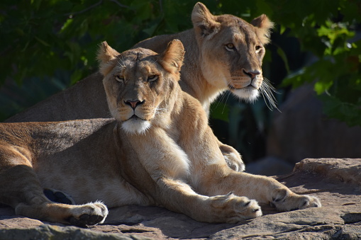 Wild male and female lion in South Africa during the summer, wet, season which provides an abundance of rich green grass for the herbivores and subsequently for the predators.