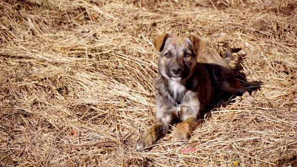 filhote de cachorro de rua deitado na natureza, conceito de animal de estimação - obedience pets loneliness looking at camera - fotografias e filmes do acervo