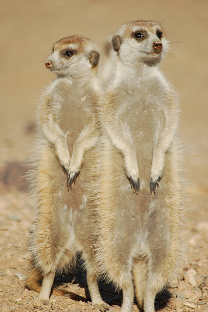 istock Meerkats warming up in the morning sun 146733358