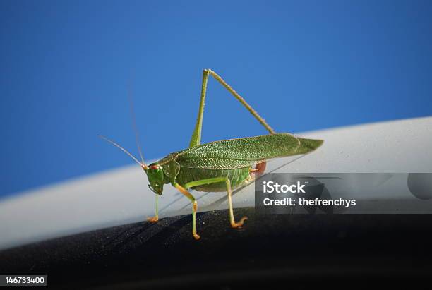 5legged Grasshopper Stock Photo - Download Image Now - Amputee, Animal Antenna, Animal Body Part