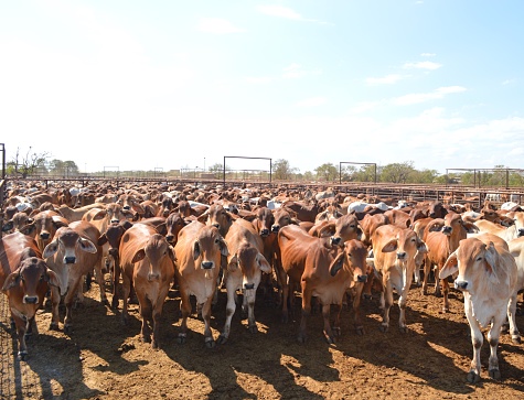 Close up of calves on animal farm eating food. Meat industry concept.