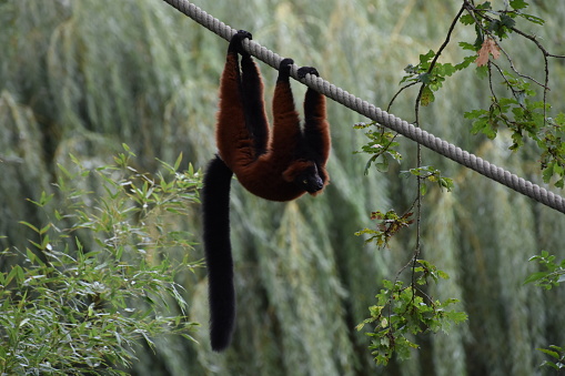 Un singe suspendu à l’envers sur une corde