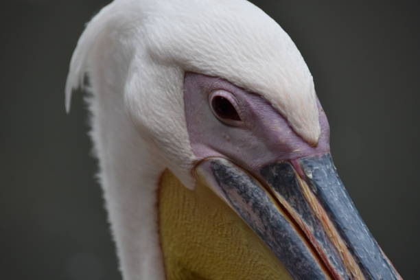 istock The head of a pelican 1467334729