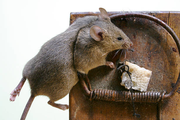 Mouse in a mousetrap stock photo