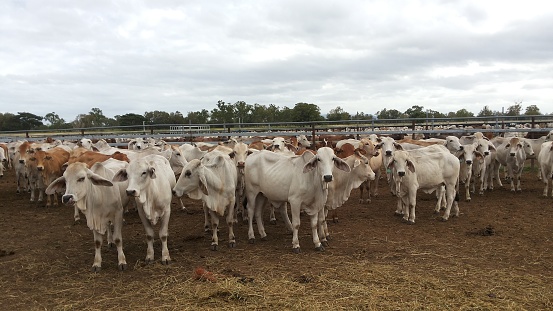 Nice white brahman cattle at the export yard