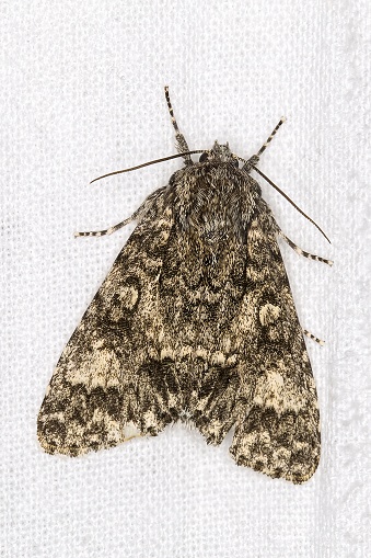 The poplar grey (Acronicta megacephala) is a moth of the family Noctuidae. It is found throughout Europe.
Biology:
This moth flies at night from May to August  and is attracted to light and sugar. 
The hairy larva is grey with black and red markings and a white patch towards the rear. It feeds on poplars and willows and sometimes on grey alder. The species overwinters as a pupa (source Wikipedia). 

This Picture is made during a Long Weekend in the South of Belgium in June 2019.