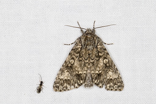 The poplar grey (Acronicta megacephala) is a moth of the family Noctuidae. It is found throughout Europe.\nBiology:\nThis moth flies at night from May to August  and is attracted to light and sugar. \nThe hairy larva is grey with black and red markings and a white patch towards the rear. It feeds on poplars and willows and sometimes on grey alder. The species overwinters as a pupa (source Wikipedia). \n\nThis Picture is made during a Long Weekend in the South of Belgium in June 2019.