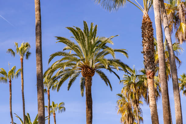 istock Los Angeles Palm Trees 1467335574