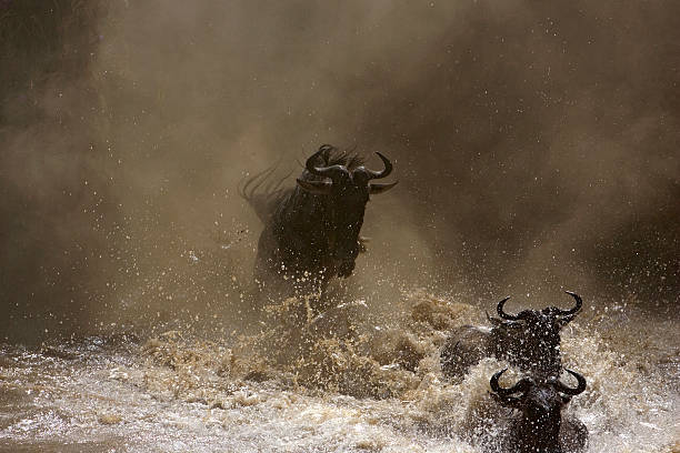 dramatic shot wildebeest leaping into Mara River stock photo