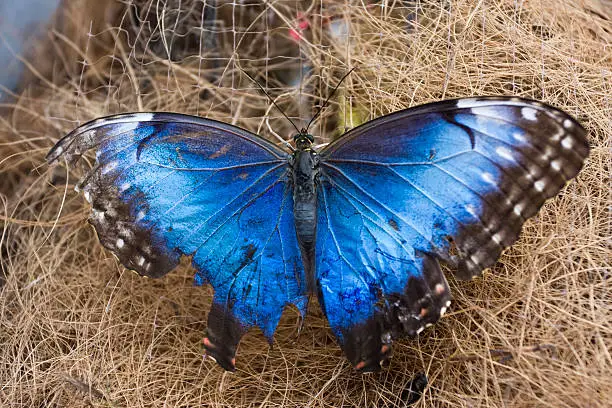 Photo of Broken-winged butterfly
