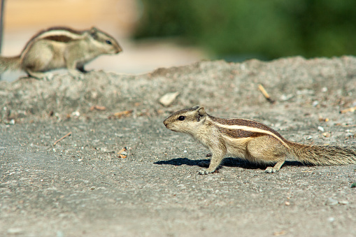 Two Chipmunks on a street in Jaipur, Rajasthan, India