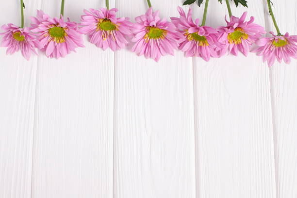 Pink daisy flowers on white wooden background, floral decoration