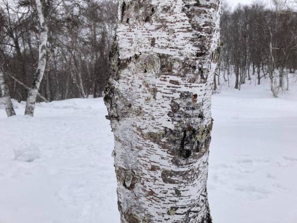 istock snow ski Minakami Gunma Japan 1467338804