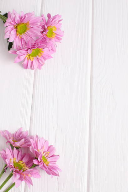 istock Pink daisy flowers on white wooden background 1467338833