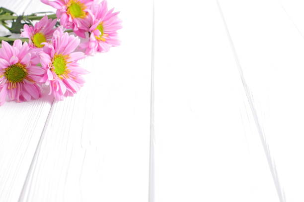 istock Pink daisy flowers on white wooden background 1467338950