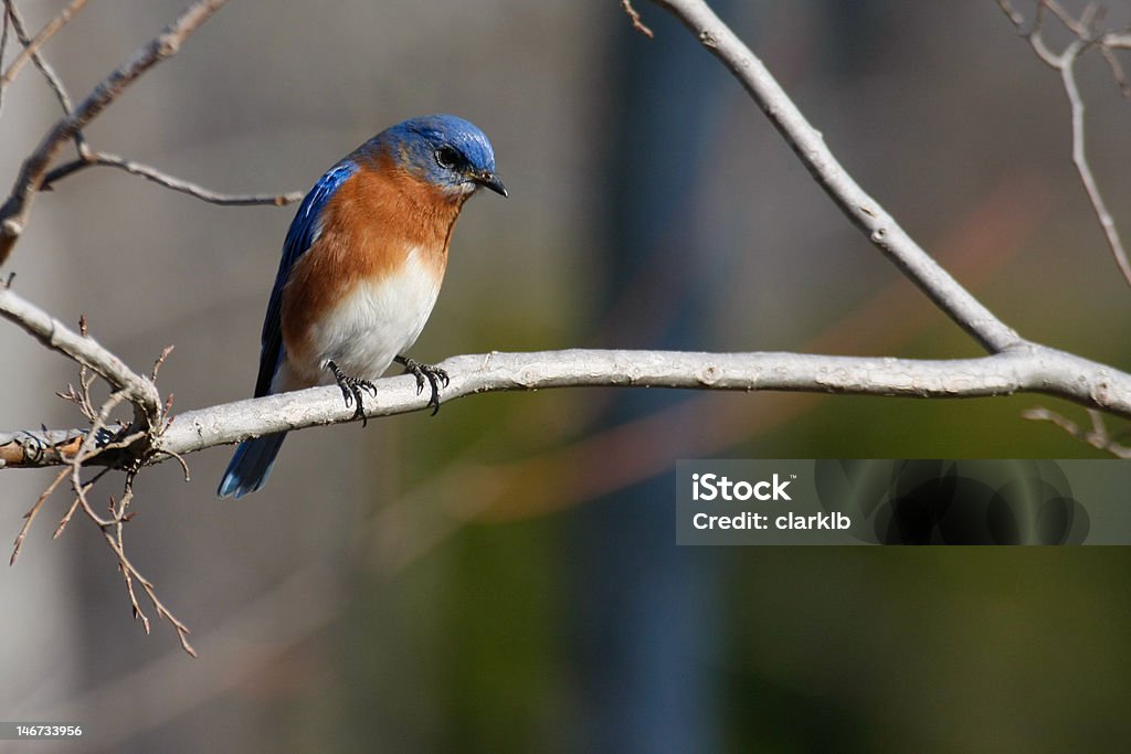 Azul bird - Foto de stock de Azulejo gorjicanelo libre de derechos