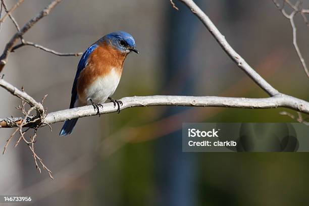 Azul Bird Foto de stock y más banco de imágenes de Azulejo gorjicanelo - Azulejo gorjicanelo, Rama - Parte de planta, Azul