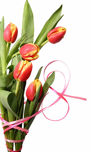 Tulip flowers isolated stock photo
