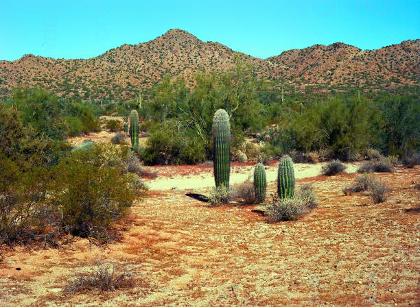 Film image of the Sonora desert in central Arizona USA