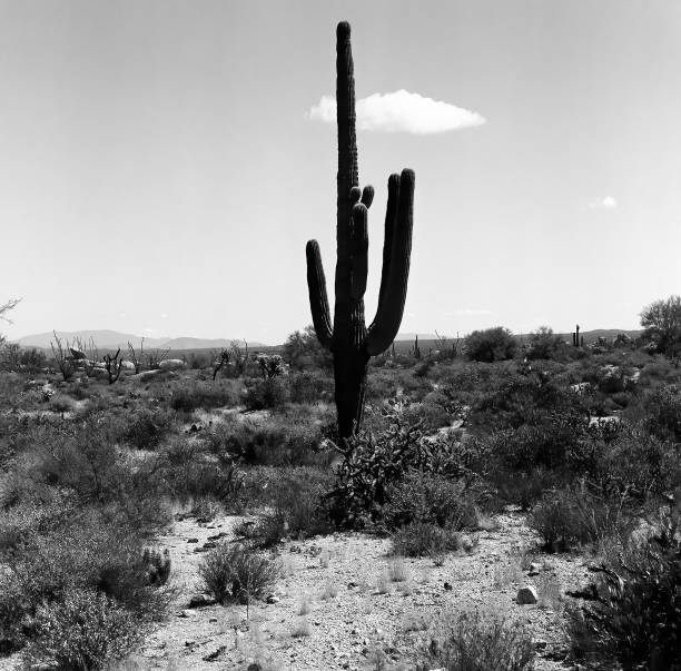 istock Saguaro Cactus Sonora desert Arizona Monochrome 1467340673