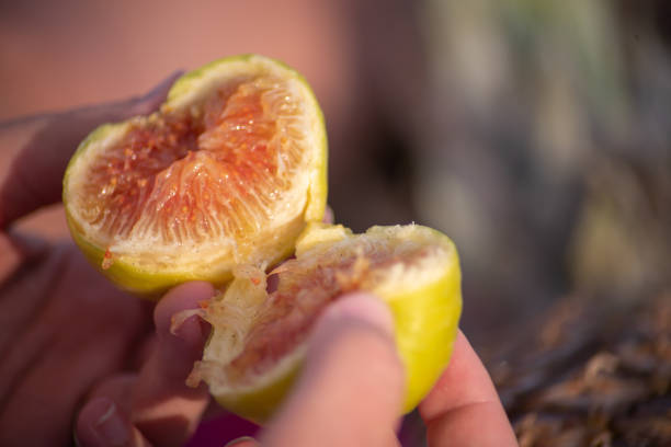 Young woman opening appetizing fig at the beach.