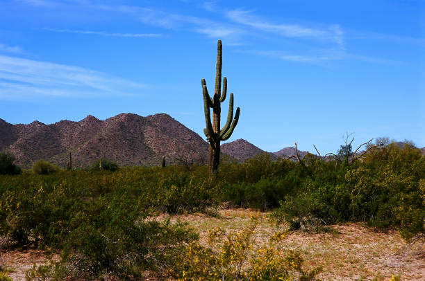 istock Saguaro Cactus Sonora desert Arizona 1467344178