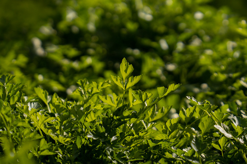 detail image of fresh parsley in the field