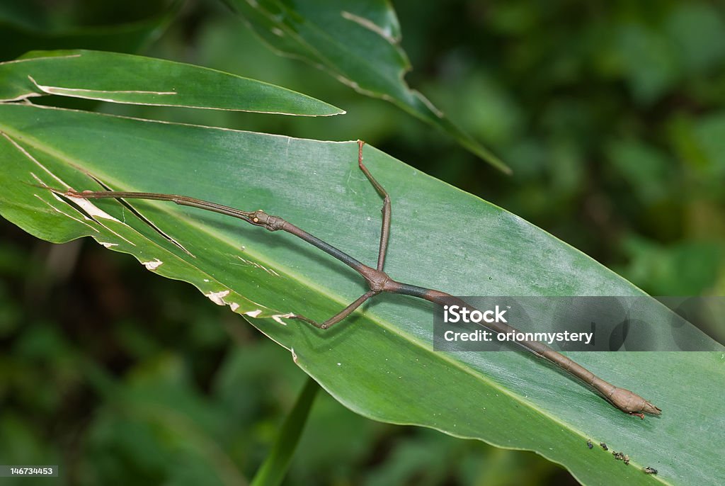 Bicho-Pau - Foto de stock de Animal royalty-free