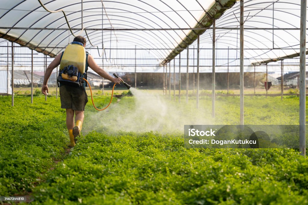 young farmer sprays his garden of fresh lettuce, cabbage and parsley against pests Crop Sprayer Stock Photo
