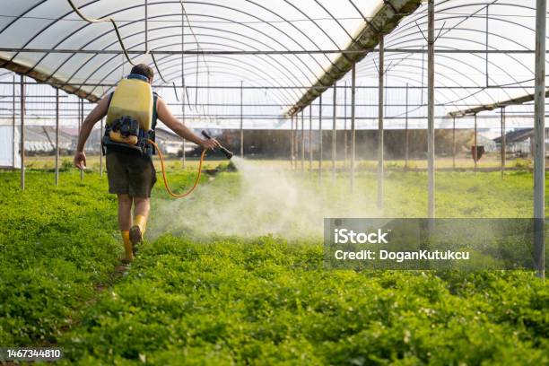 Young Farmer Sprays His Garden Of Fresh Lettuce Cabbage And Parsley Against Pests Stock Photo - Download Image Now