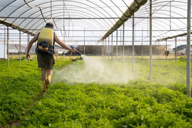 young farmer sprays his garden of fresh lettuce, cabbage and parsley against pests