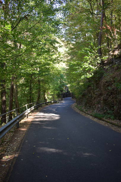 istock narrow forest road in summer 1467344878
