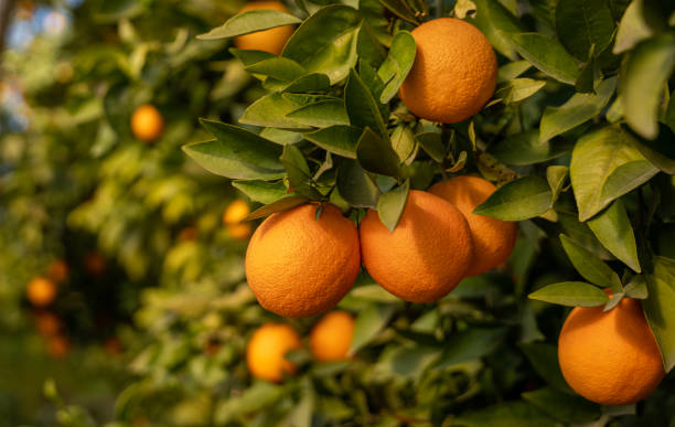 istock Fresh organic oranges in the garden 1467345316