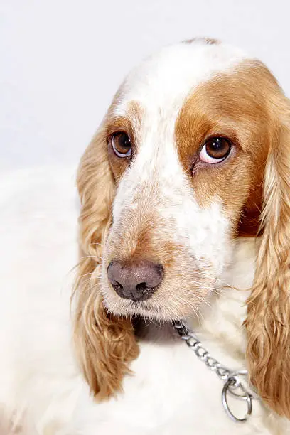 closeup of the eyes of cocker spaniel against a light background