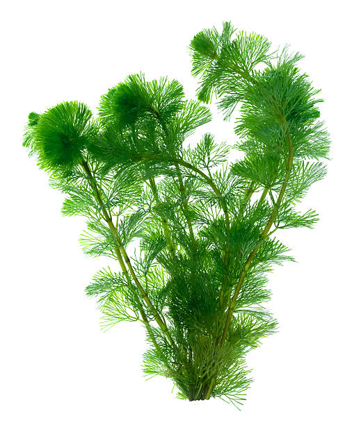 Green seaweed isolated on white background