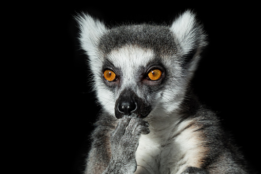 The lemur is in thinking. Thoughtful look. Zen, tranquility, enlightenment. Isolated on black background.