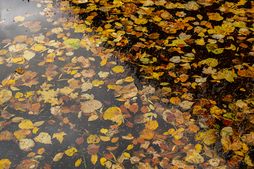Autumn leaves float on the surface of the water. Fallen autumnal leaves on surface of lake. Nature's landscape Fallen orange leaf is sailing on dark lake water level.
