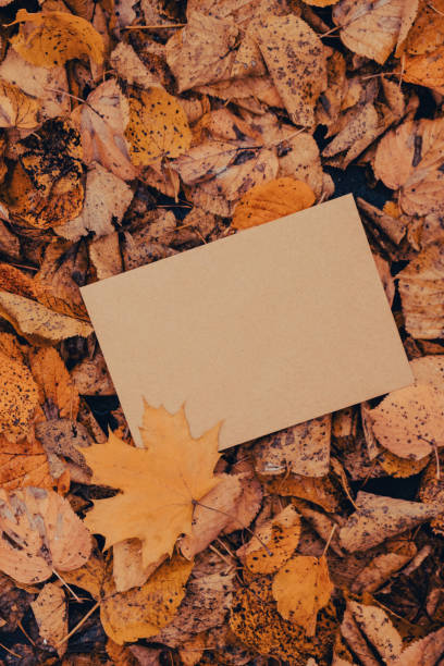 istock Empty earth tones envelope mock up around Colorful falling autumn leaves. Template card. Golden tree leaves. Beautiful tree with yellow leaves in autumn forest. Path littered with autumn leaves. Nature fall landscape 1467346495