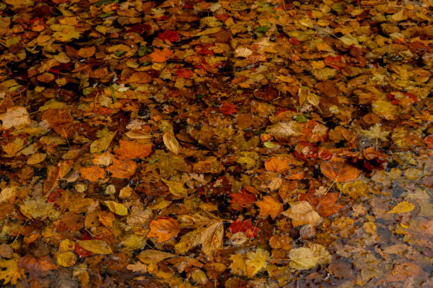 istock Colorful falling autumn leaves pattern background. View through the autumn foliage in park forest. Golden tree leaves. Beautiful tree with yellow leaves in autumn forest. Path littered with autumn leaves 1467346498