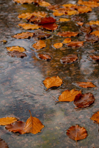 istock Fall raindrops falling into puddle with autumnal leaves. Hello Fall Autumn leaves float on the surface of the water. Fallen orange leaf is sailing on dark puddle. Hygge atmosphere 1467347237