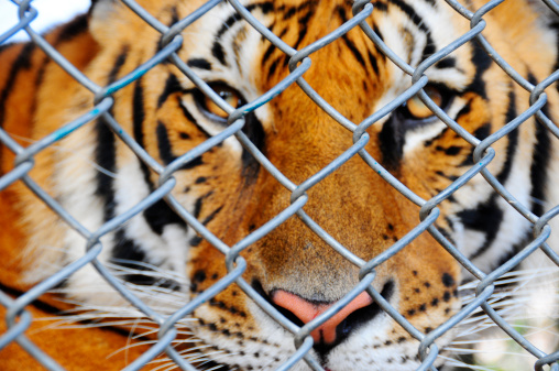 a bengal tiger held in captivity, behind wired wall