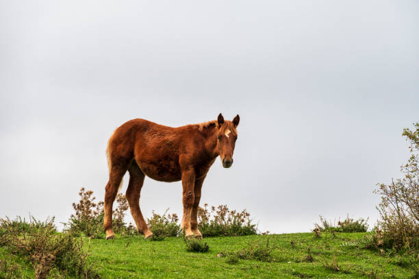 istock rural landscape on Mount Volturino, Val d'Agri, Basilicata 1467347514