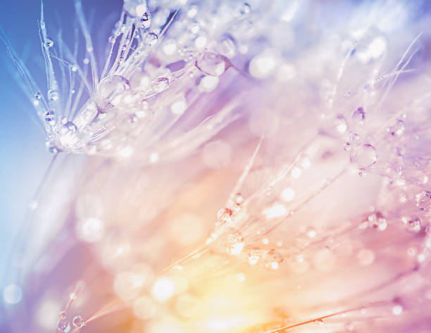 istock abstract background with dandelion umbrellas in water drops with a sunbeam 1467347635