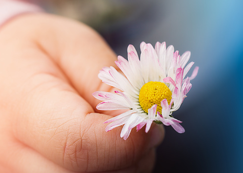 The child holds a fragile daisy in his hand