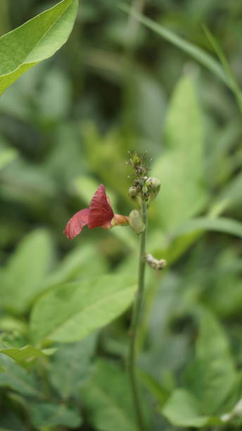 istock Macroptilium lathyroides also known as Phasey bean, Wild bush bean etc 1467347901