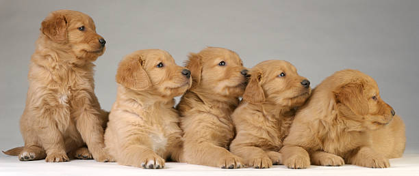 Golden Retriever Puppies stock photo