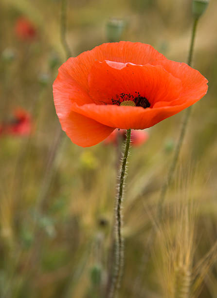 Poppy flower over blurred background stock photo