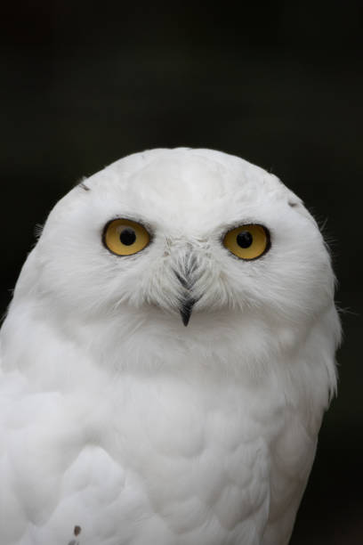 istock Snowy owl portrait 1467348843